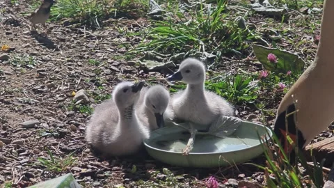 Three Young Mute Swan Cygnets Drinking Water Beside an Adult Swan Stock Footage 337231888