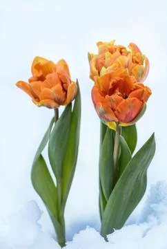 Three young orange peony style tulips growing through the white snow backgrou Stock Photos