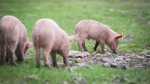 Three young piglets eating on pasture Stock Footage 170552823