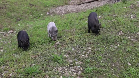 Three young piglets of Vietnamese breed eat grass on the field. Two black and on Stock Footage 220714675