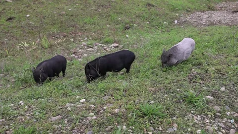 Three young piglets of Vietnamese breed eat grass on the field. Two black and Stock Footage 244637368