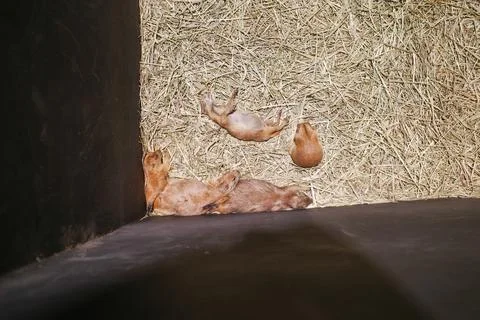 Three young pigs rest on straw Stock Photos