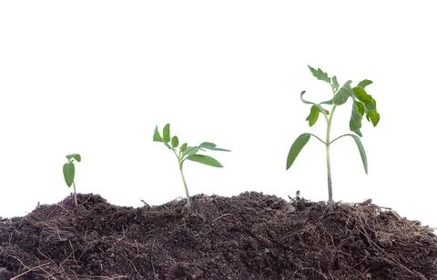 Three young plant springing up out of the soil isolated on white background Stock Photos