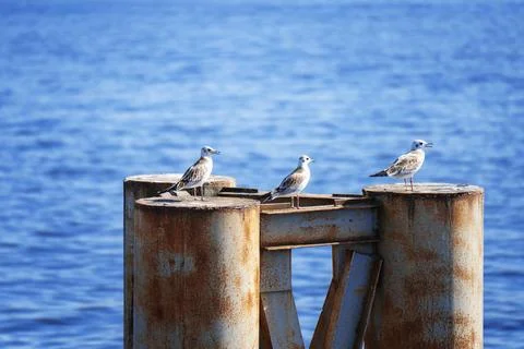 Three young seagull chicks perched on metal piles of a bridge under constru.. 库存照片