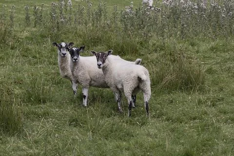 Three young sheep begining to get their fleeces Stock Photos