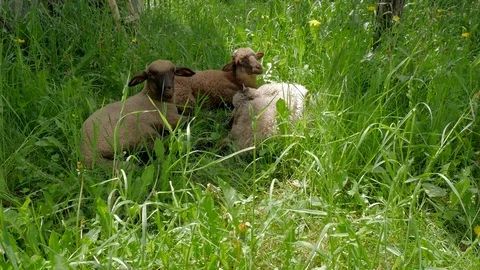 Three young sheep lambs resting Stock Footage 108648497