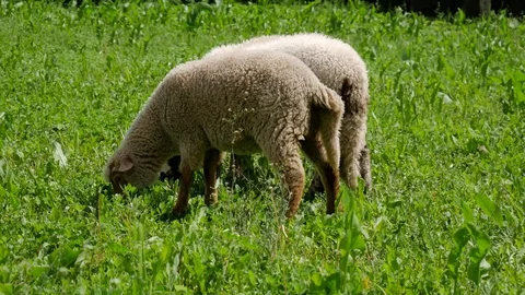Three young sheeps grazing Stock Footage 108981373