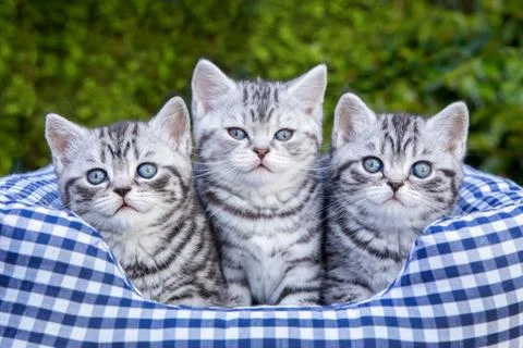 Three young silver tabby cats in checkered basket Stock Photos