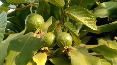 Three Young Small Guava Fruits Growing On Tree Branch Stock Footage 339377347