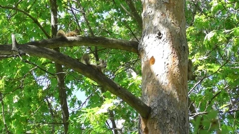Three young squirrels run along the branches of an old pine tree Video stock 121023852