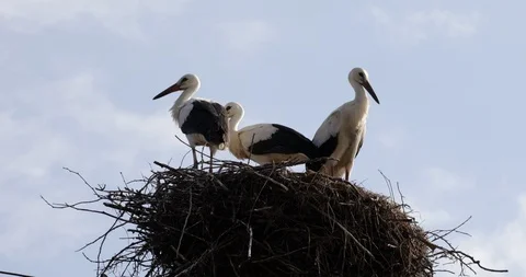 Three young storks birds at a nest in Bulgaria, close up Stock Footage 93894025