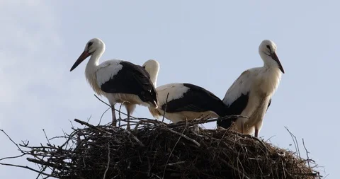 Three young storks birds at a nest in Bulgaria, close up Stock Footage 93894295