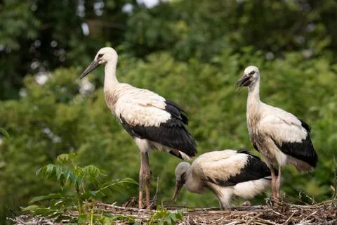 Three young Storks at nest Stock Photos