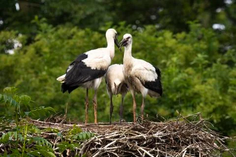 Three young Storks at nest Stock Photos