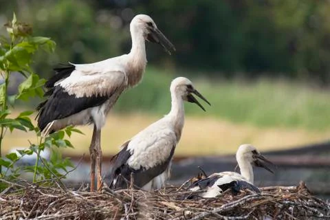 Three young Storks at nest Stock Photos