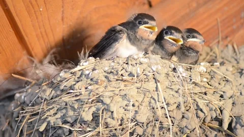 Three Young Swallows In The Nest Video stock 160060610