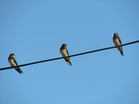 Three young swallows perched on a wire. In Romania Stock Photos