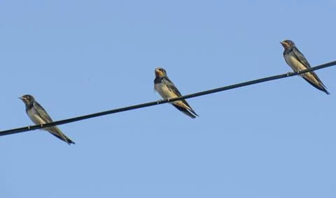 Three young swallows perched on a wire. In Romania Foto stock