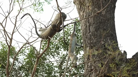 Three young Vervet monkeys jumping and playing in the treetops, Kruger National Stock Footage 338999841