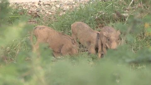 Three young warthog piglets in the bush. Stock Footage 71076698