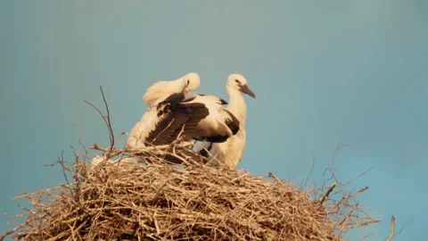 Three Young White Storks on a Nest. Belarus Vidéo 201214553