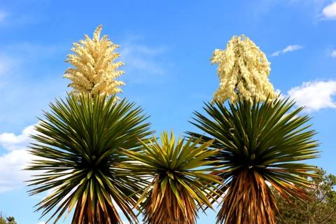 Three yucca trees Stock Photos