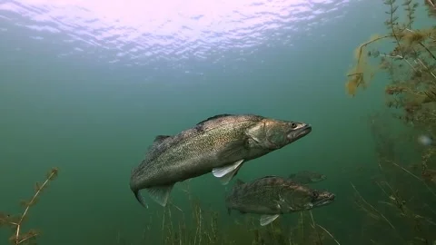 Three Zander Resting in Aquatic Plants Stock Footage 337005392