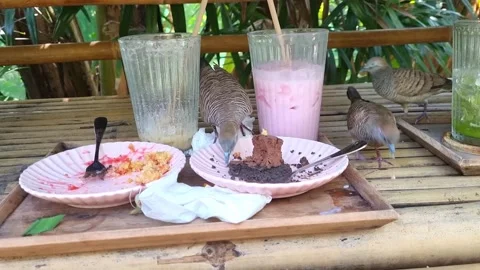 Three zebra doves eating leftover chocolate cake and crumbs from pink plate.. Video stock 331898046