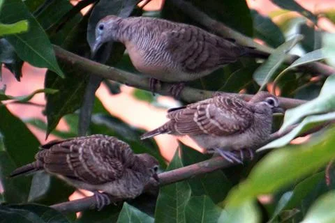 Three Zebra Doves Perched in Dense Green Foliage at Dusk Stock Photos