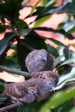 Three Zebra Doves Perched on Tree Branch at Sunset Foto stock