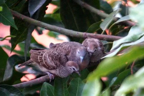 Three Zebra Doves Snuggling on a Tree Branch Wildlife Photography Stock Photos