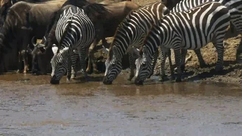 Three zebra drinking from mara river in kenya Stock Footage 69127458