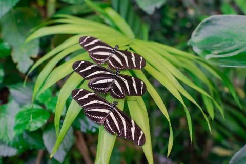 Three Zebra longwing butterflies Stock Photos