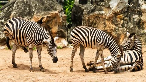 Three zebra Stock Photos