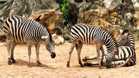 Three zebra Photos
