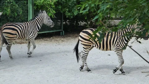 Three zebras are walking together in a zoo enclosure, showcasing their Stock Footage 306033363