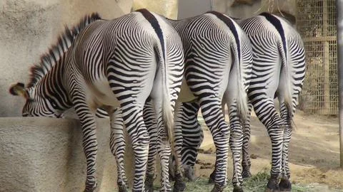 Three zebras from behind eating Stock Photos