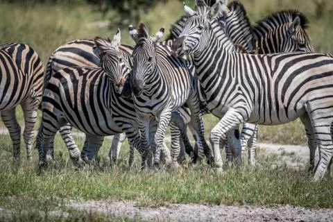 Three Zebras bonding in the Chobe. Stock Photos
