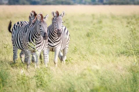 Three Zebras bonding in the grass. Foto stock