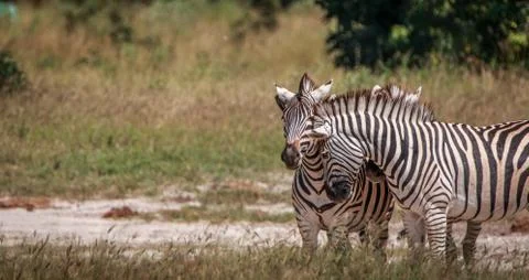 Three Zebras bonding in the grass. Stock Photos