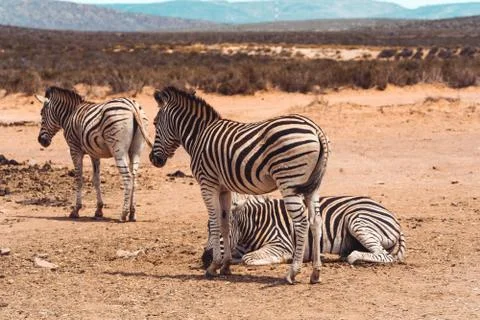 Three Zebras in the desert Stock Photos
