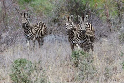 Three Zebra's grazzing in fields Stock Photos
