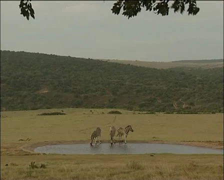 Three zebras at lake Stock Footage 11628880