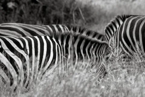 Three zebras' mane and backs visible above the long grass Stock Photos