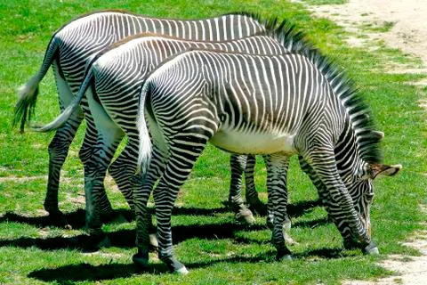 Three zebras in nature Stock Photos