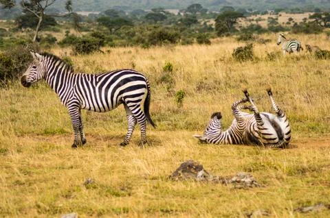 Three Zebras with one rolling on the ground to scratch Stock Photos