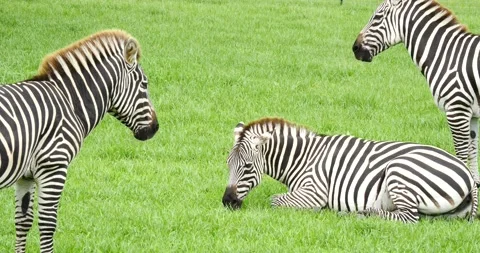 Three zebras in a paddock at a zoo or farm Stock Footage 157303972
