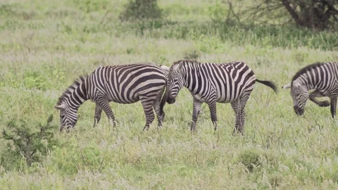 Three zebras peacefully grazing and cuddling. Stock Footage