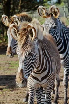 Three zebras Stock Photos