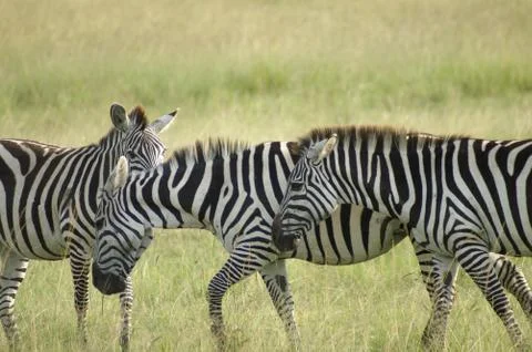 Three zebras Stock Photos